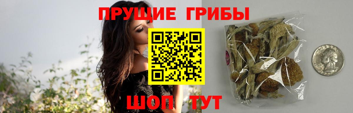 Псилоцибиновые грибы Psilocybine cubensis  Вход с VPN  Галлюциногенные грибы прущие грибы  Протвино 